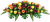 Dessus de cercueil, rose, bouton, : Orange/Jaune/Beauty