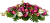 Dessus de cercueil, orchidée, rose, anthurium: Beauty